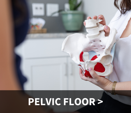 therapist holding pelvis anatomy model